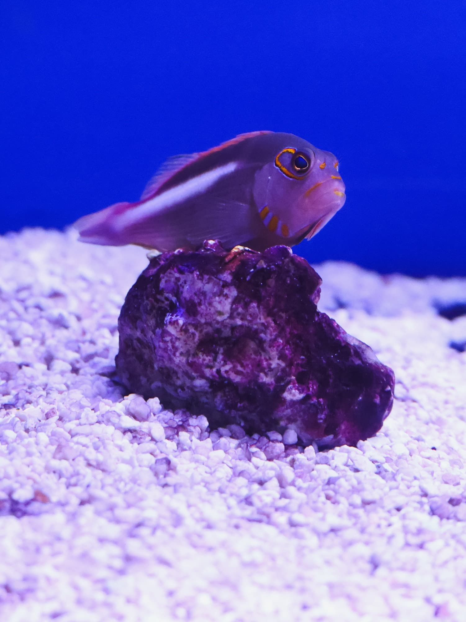 Arc-eye hawkfish perched on a rock in one of the store's tanks