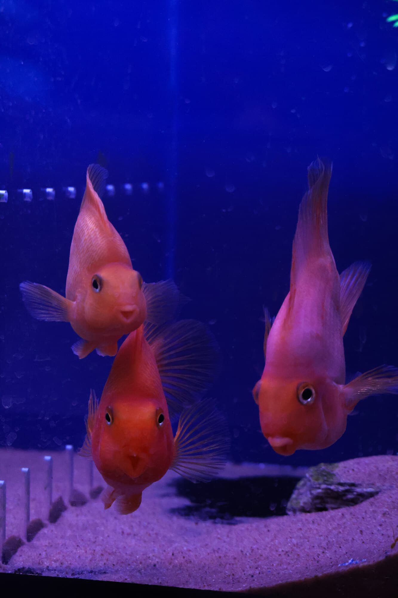 Three blood parrot cichlids over sand