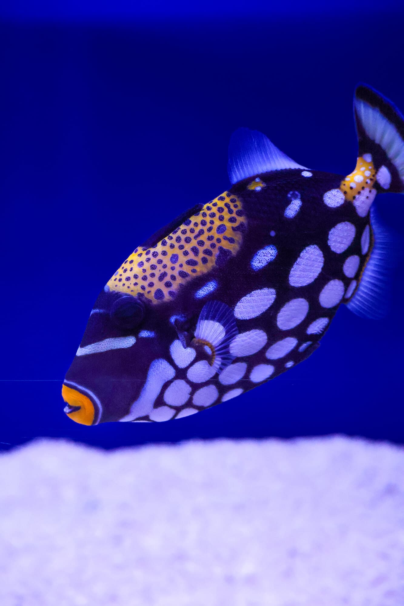 Clown triggerfish above white sand in one of the store's tanks
