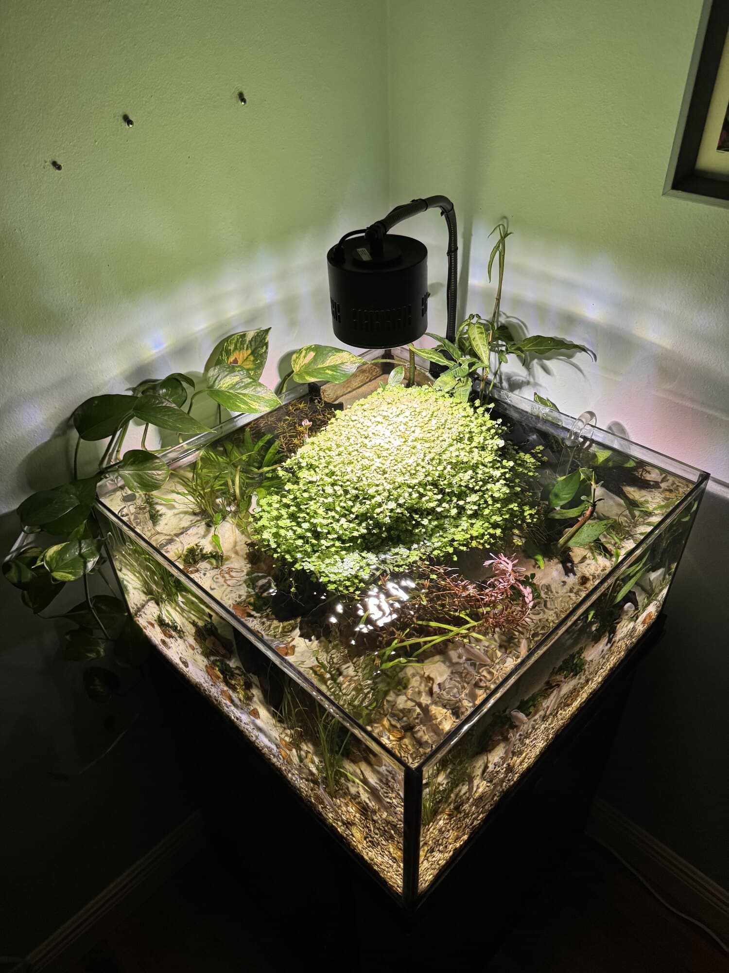 A rimless cube aquarium in the corner of a customer's room, lit from above