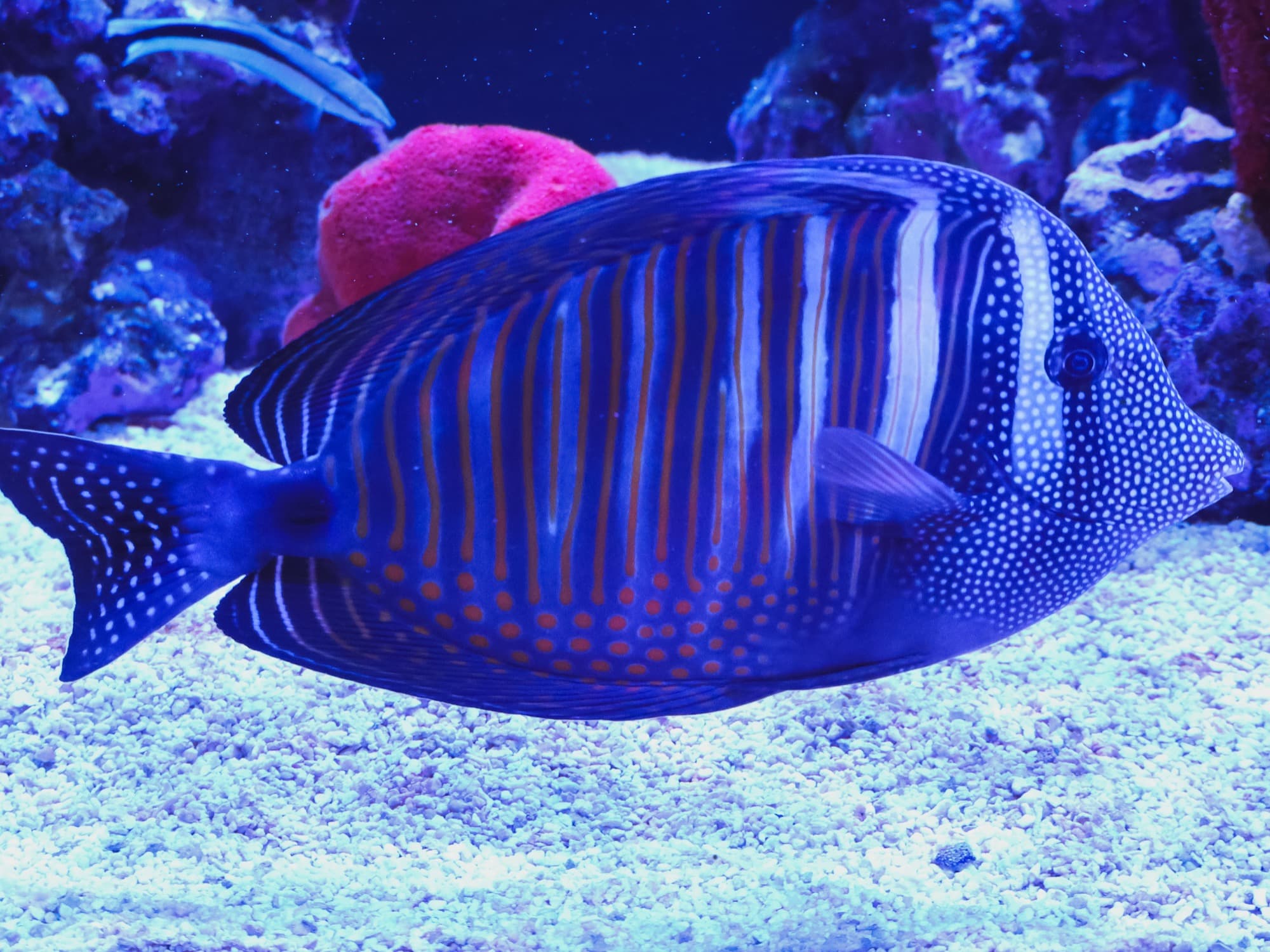 Desjardinii sailfin tang over the sand bed in one of the store's tanks