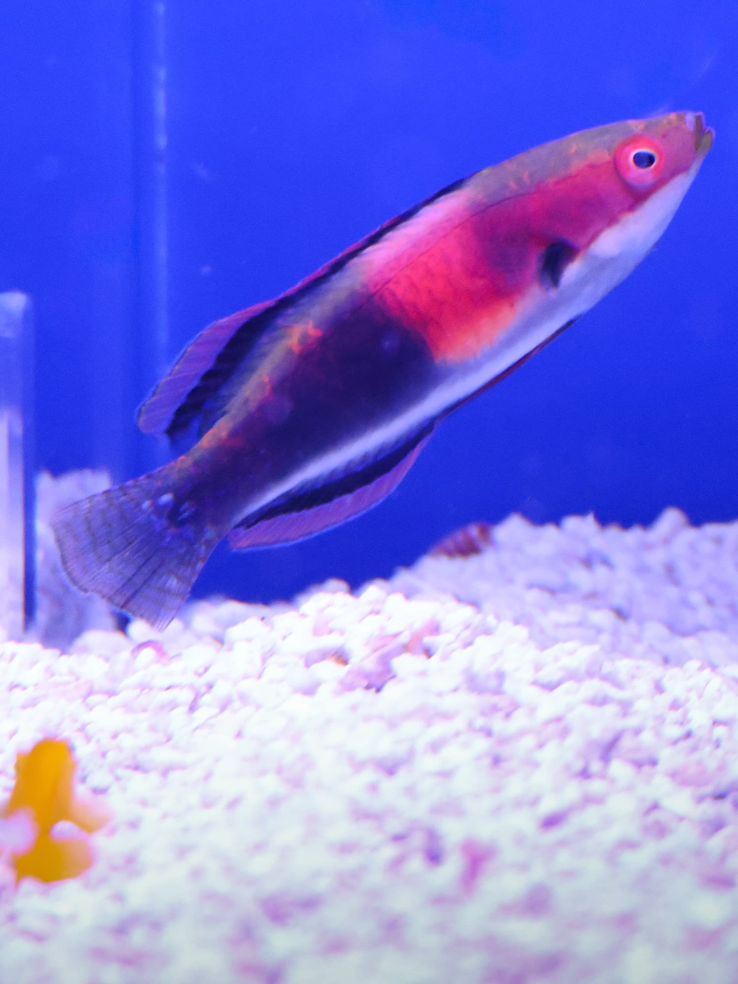 Exquisite fairy wrasse over white sand in one of the store's tanks