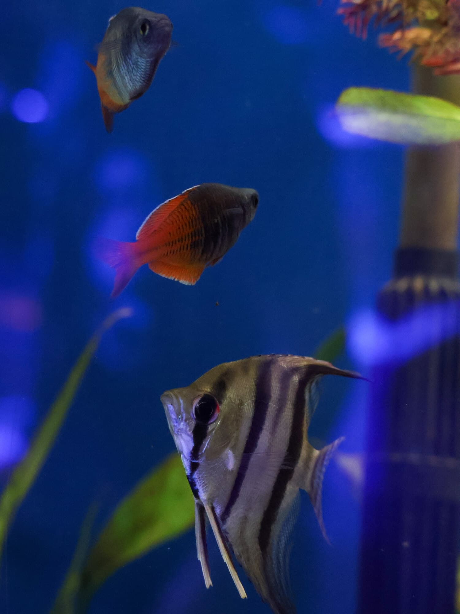 Silver freshwater angelfish with rainbowfish in a planted tank