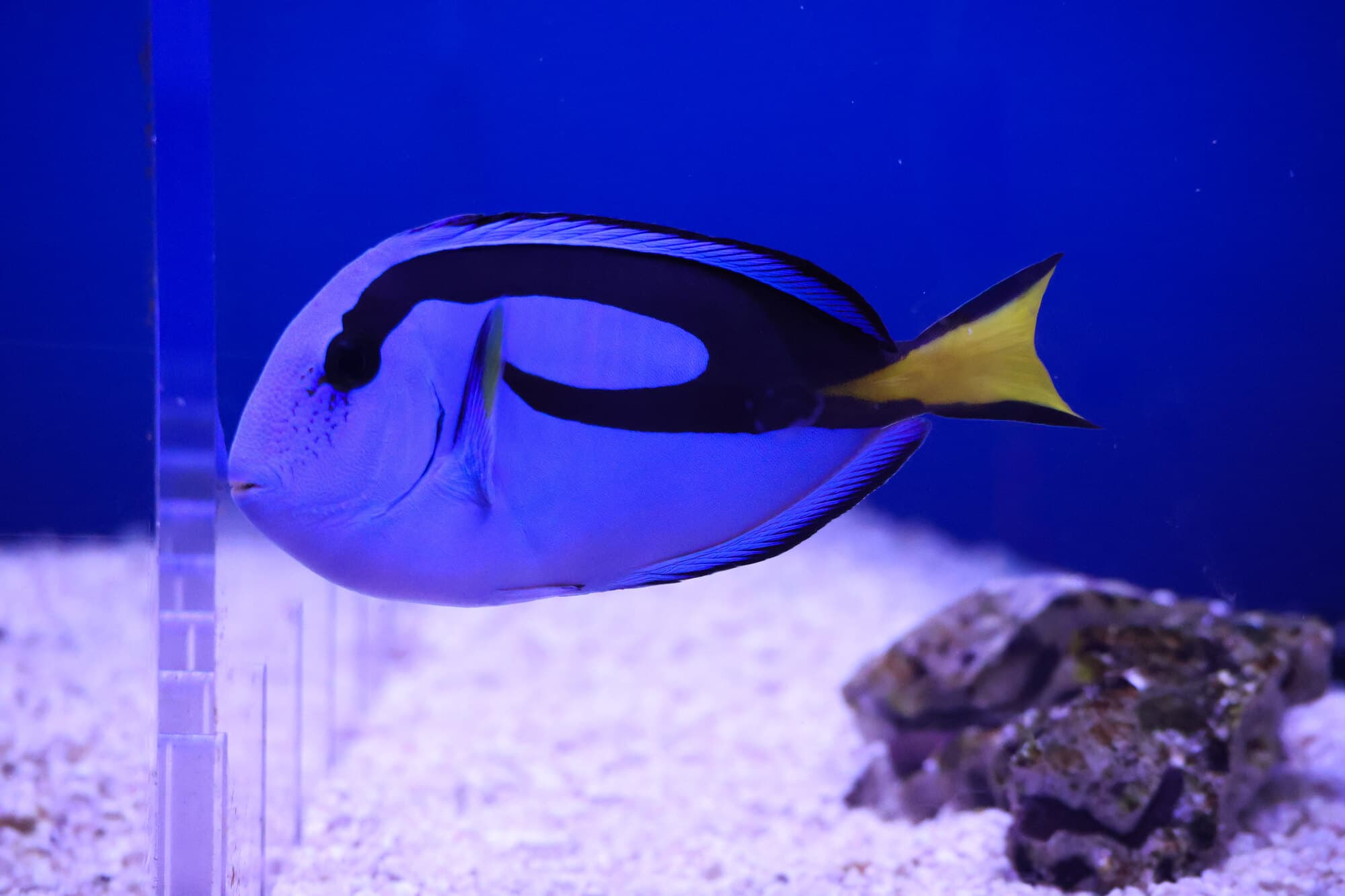 Blue hippo tang swimming over white gravel