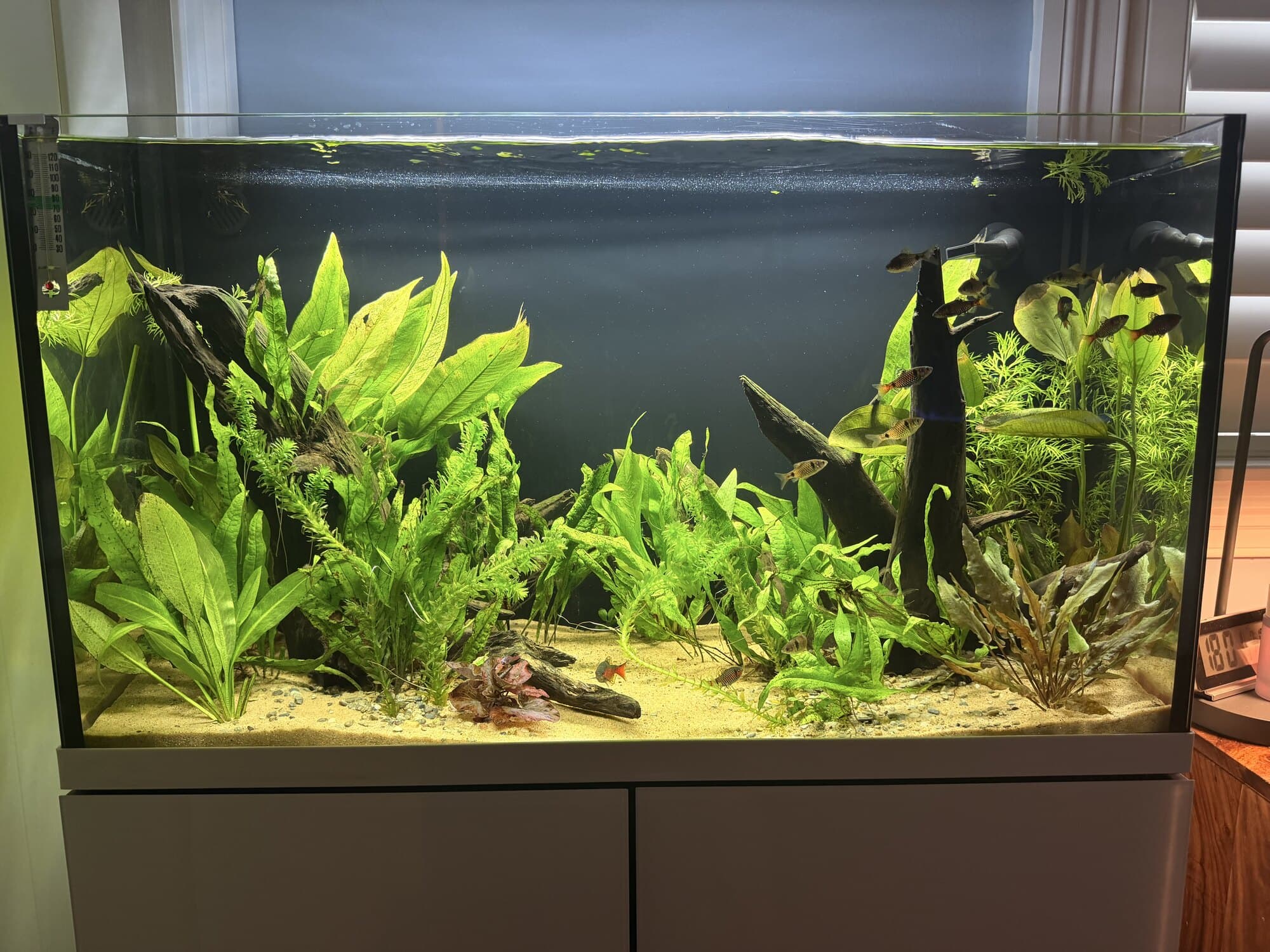 A planted aquarium on a white cabinet, swords and crypts over sand, with tetras