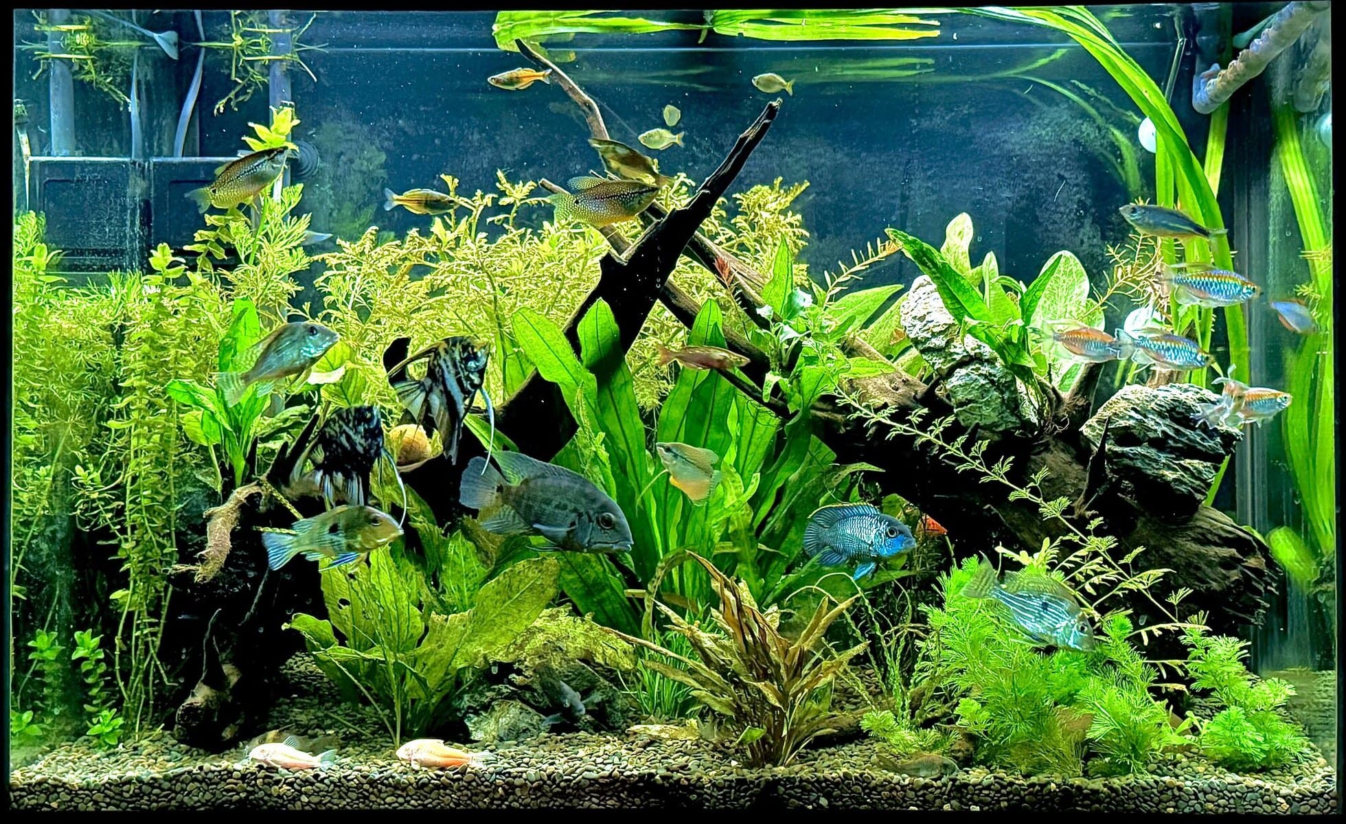 A planted community aquarium with rainbowfish and cichlids over stem plants and driftwood