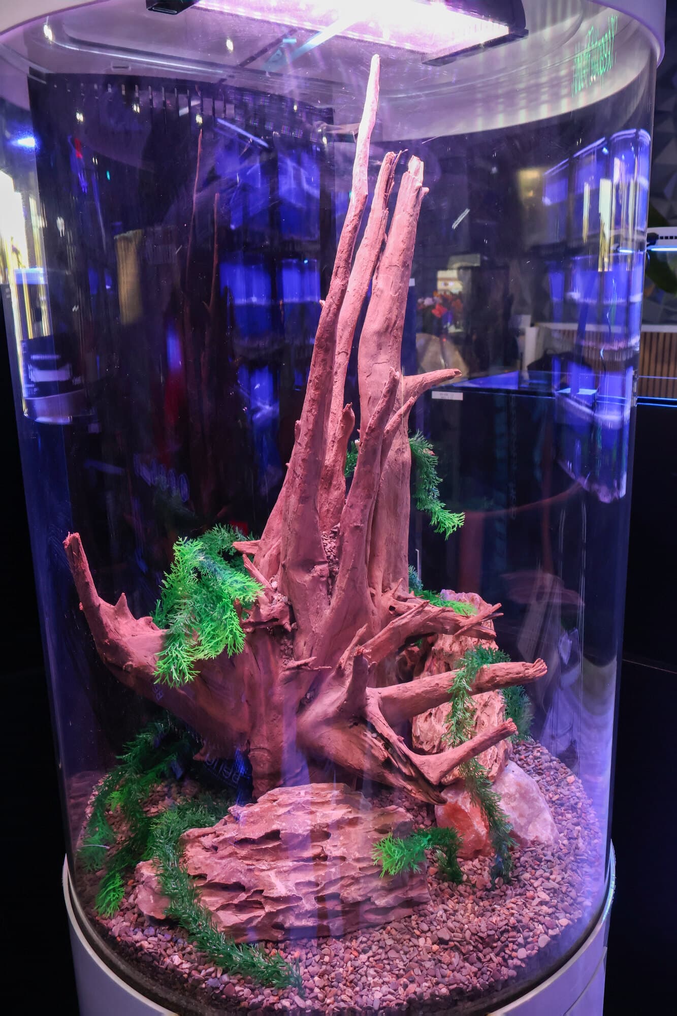 A cylinder aquarium aquascaped with tall driftwood and red rock
