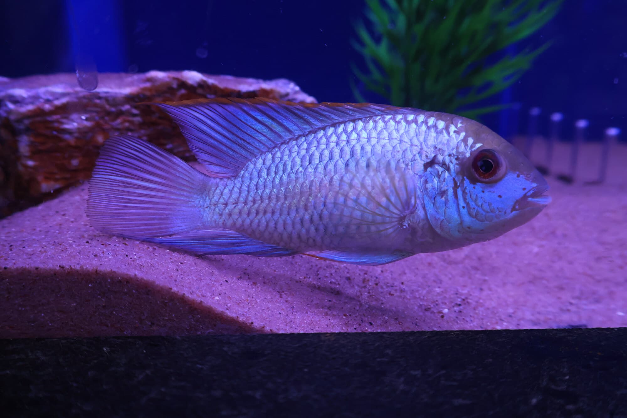 Electric blue acara on sand beside a rock