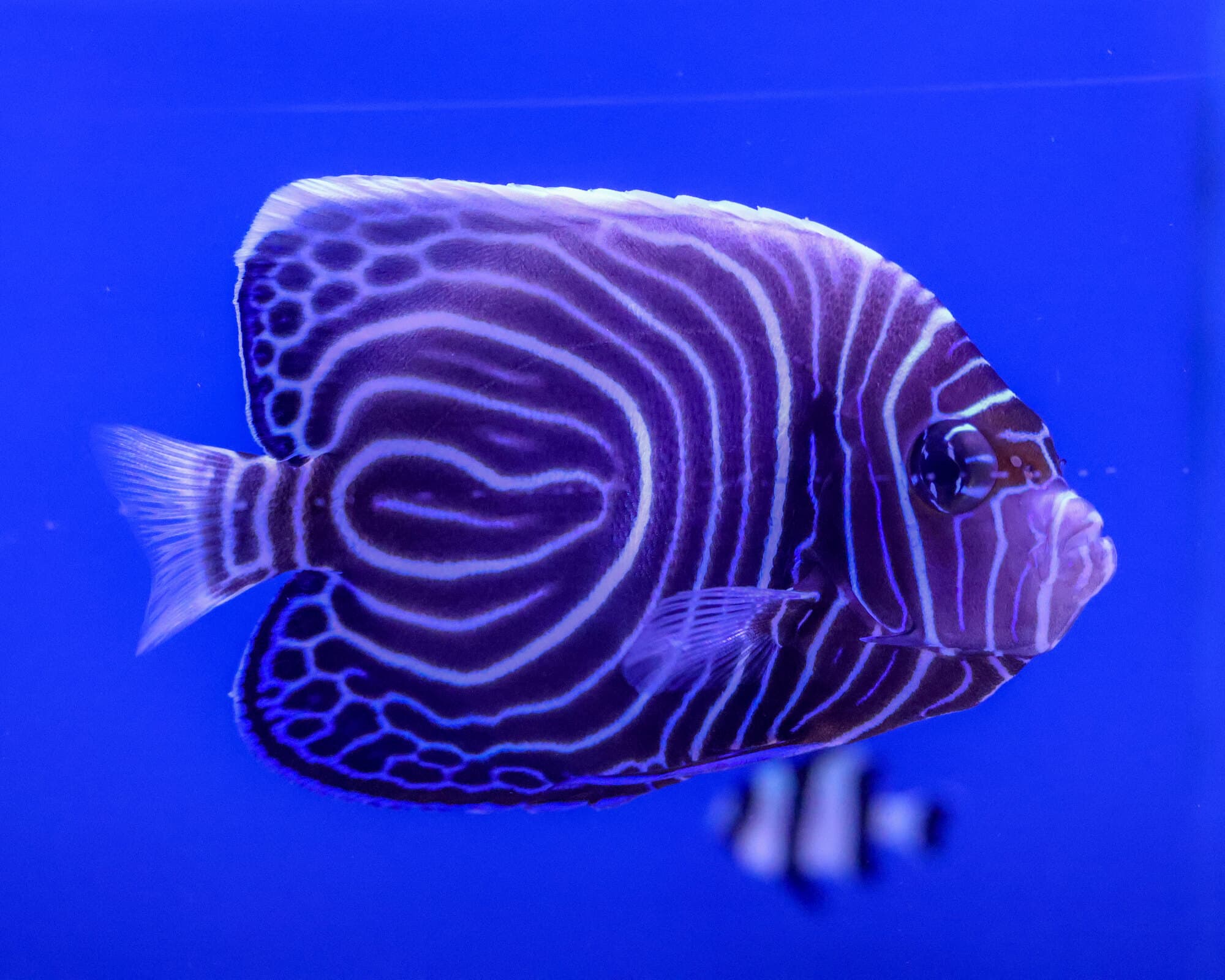 Juvenile emperor angelfish with white rings on dark blue, a clownfish blurred below