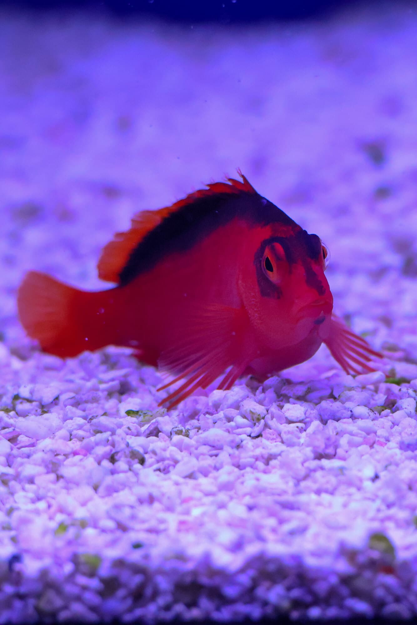 Flame hawkfish perched on white gravel