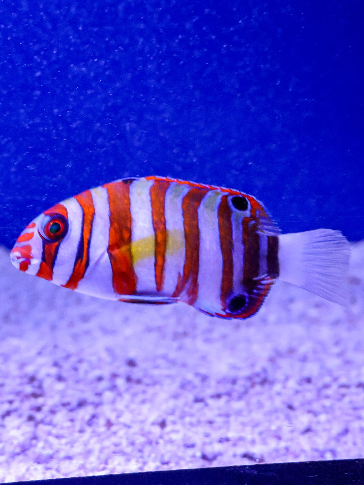 Juvenile harlequin tuskfish, red and white bands, over white gravel