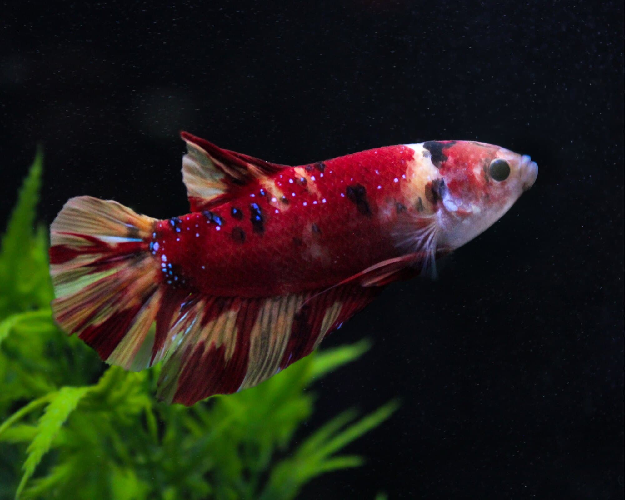 Koi betta, red with white marbling, beside a green plant on a black background