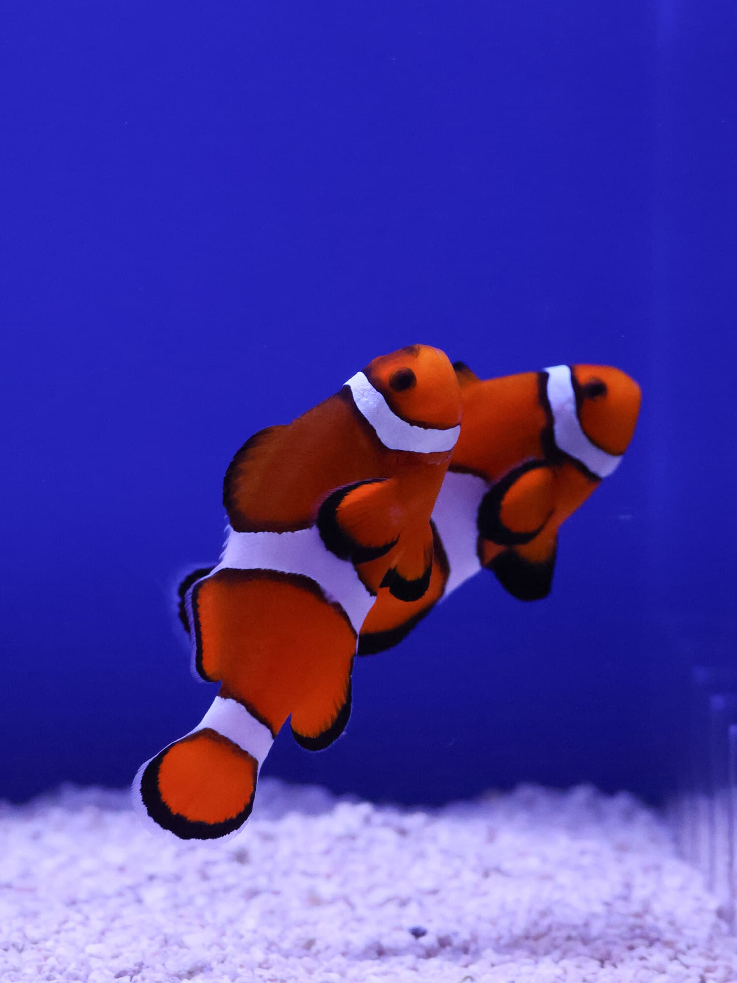 A pair of percula clownfish over white sand