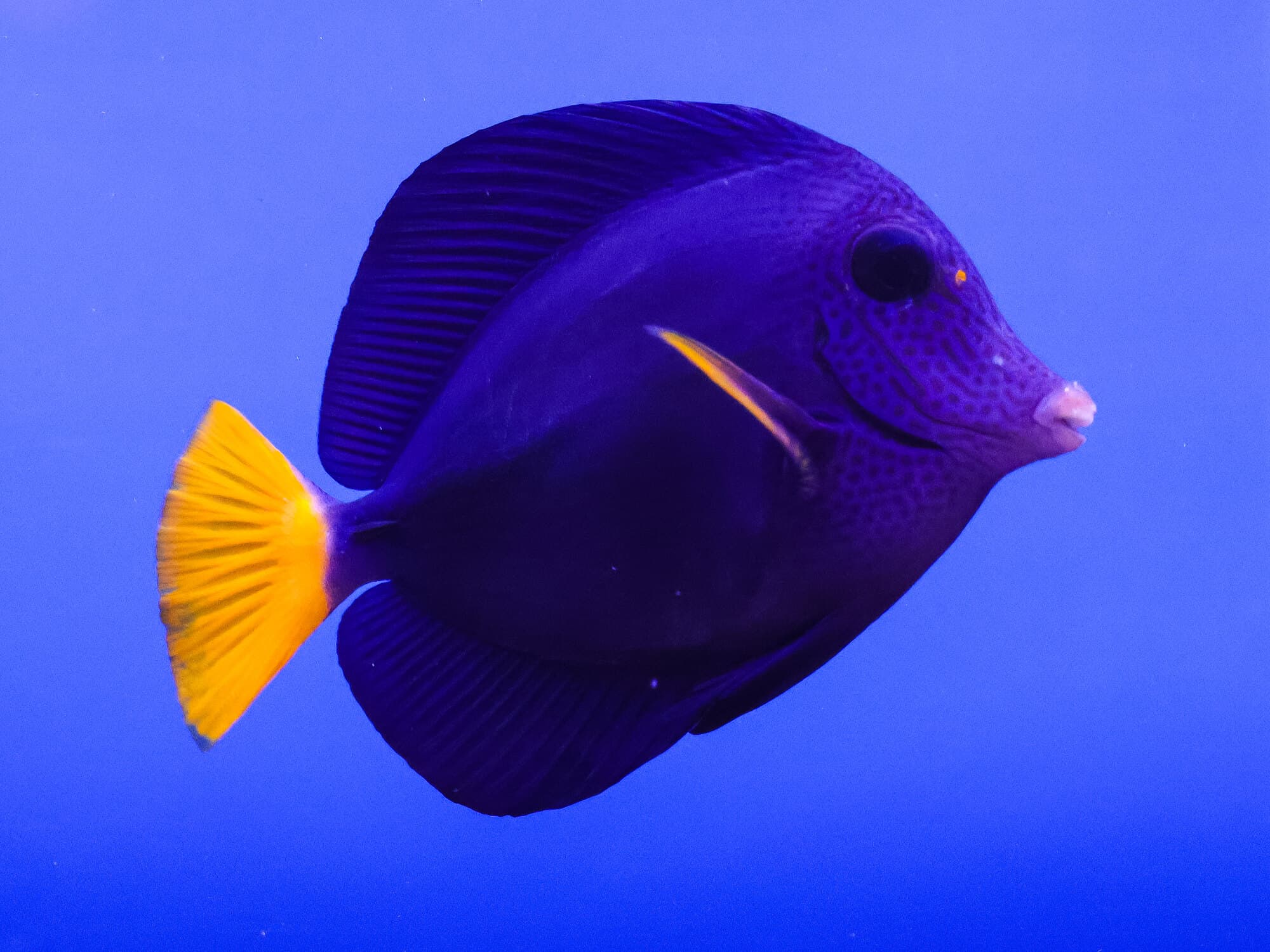 Purple tang in side view with its yellow tail