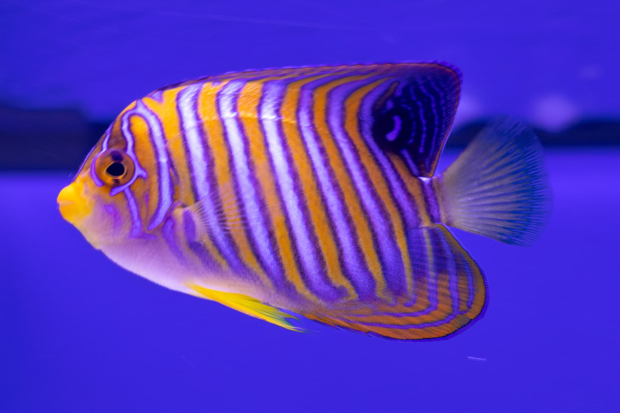 Regal angelfish in side view, orange and white bands edged in blue