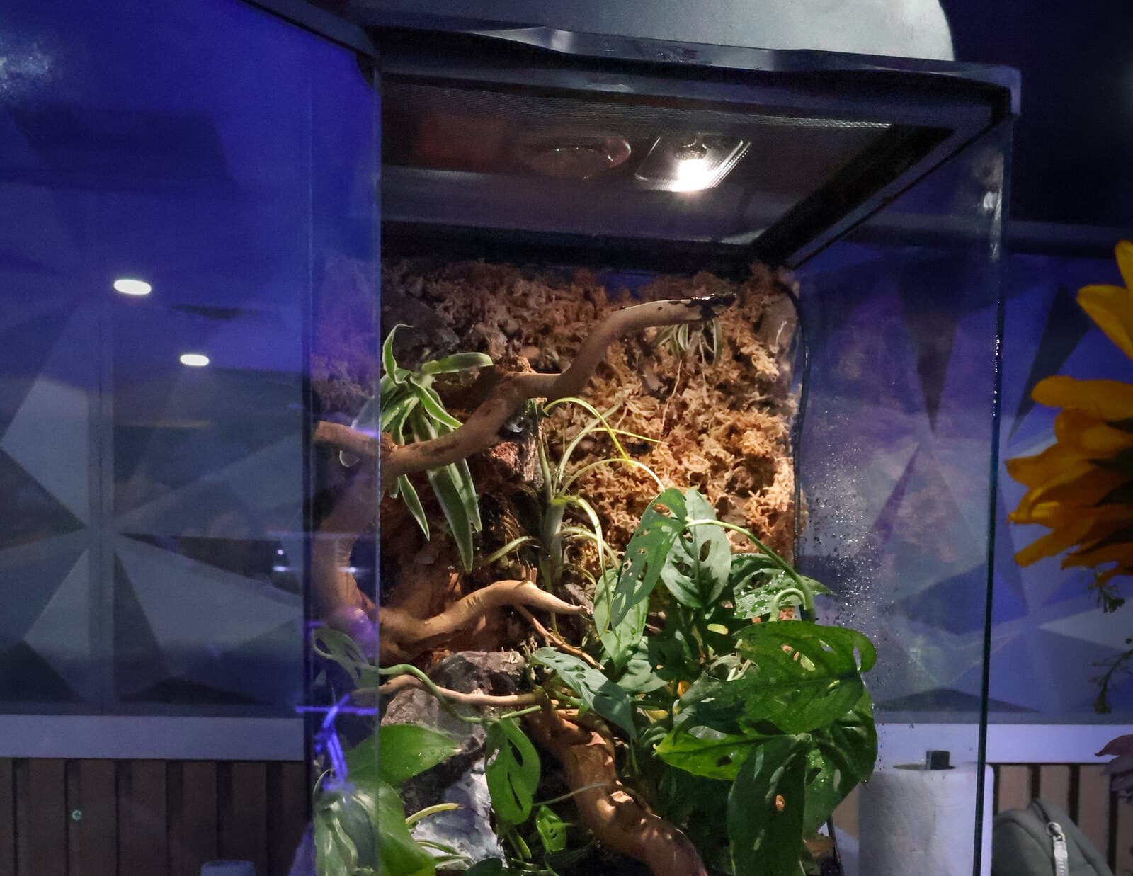 A two-tier planted vivarium with climbing driftwood, moss and broad-leaf plants