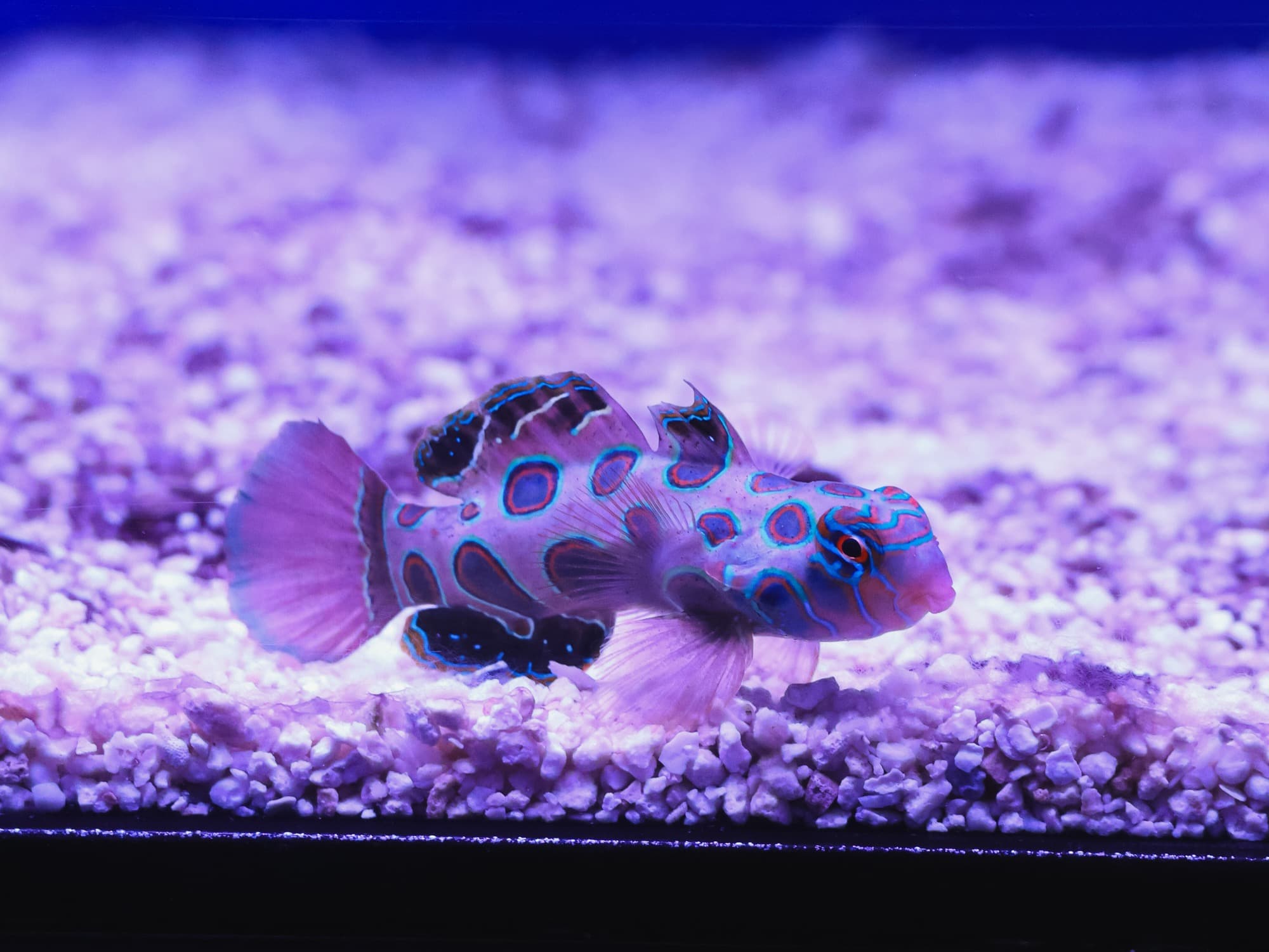 Green spotted mandarin on the sand bed in one of the store's tanks