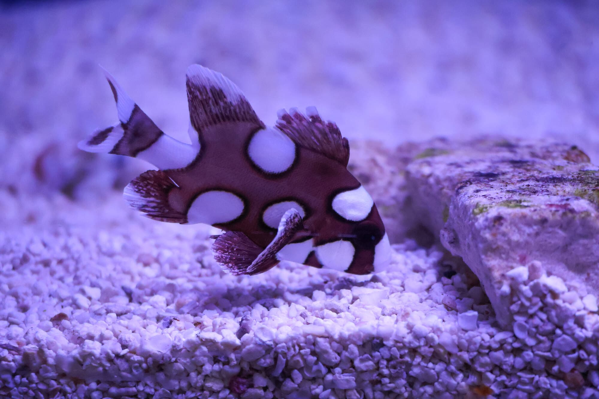 Juvenile harlequin sweetlips beside a rock over white gravel