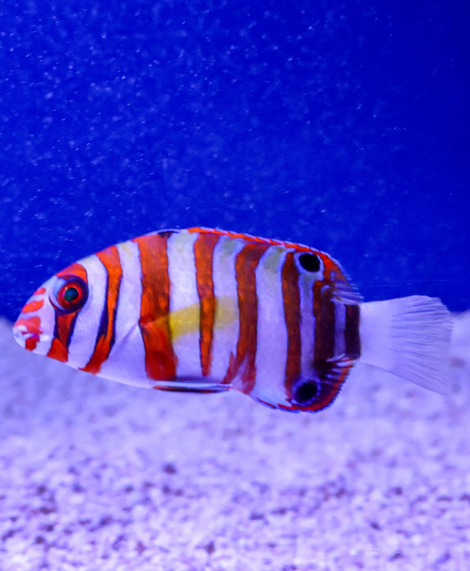 Juvenile harlequin tuskfish over white gravel in one of the store's tanks