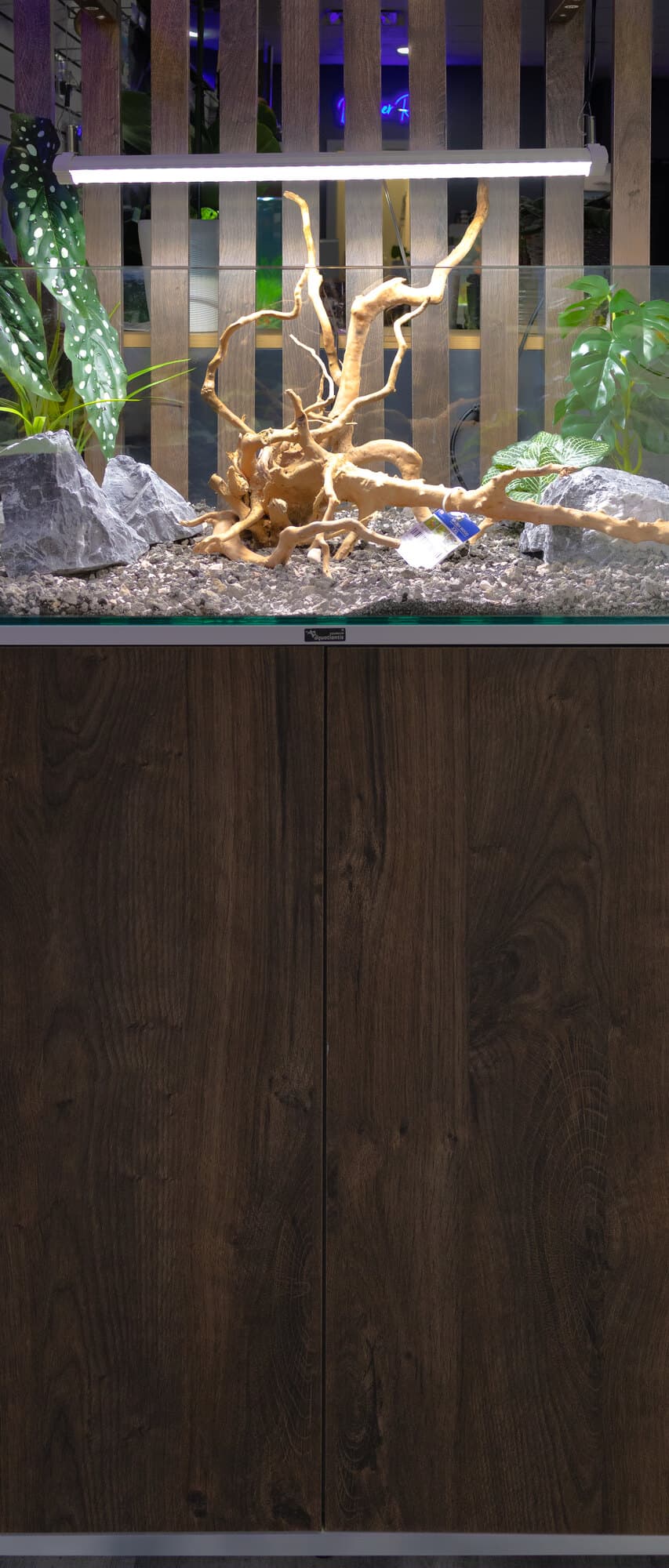 A planted aquascape with driftwood and anubias on a wood cabinet, on the floor at Barrier Reef