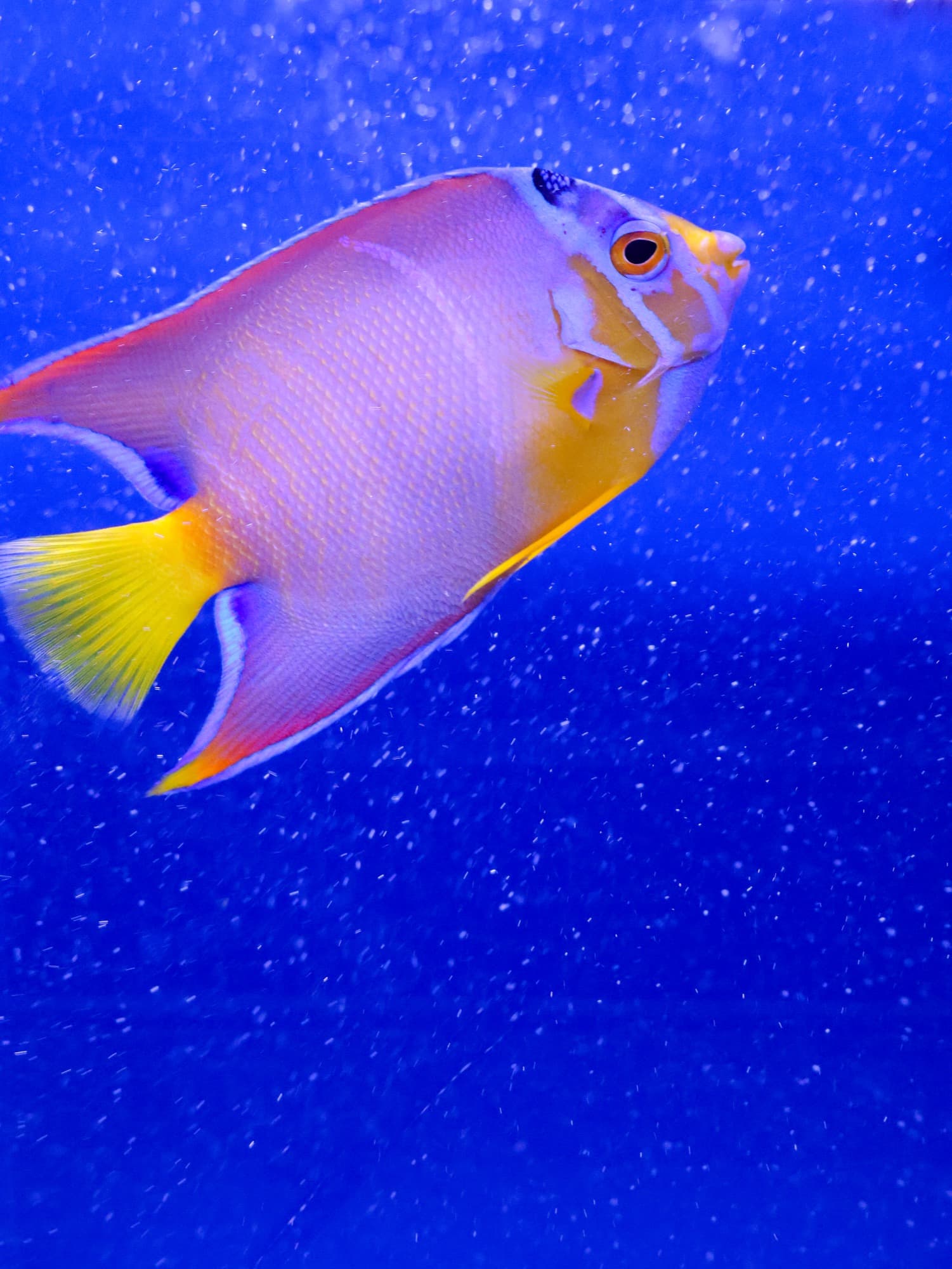 Queen angelfish in a Barrier Reef tank