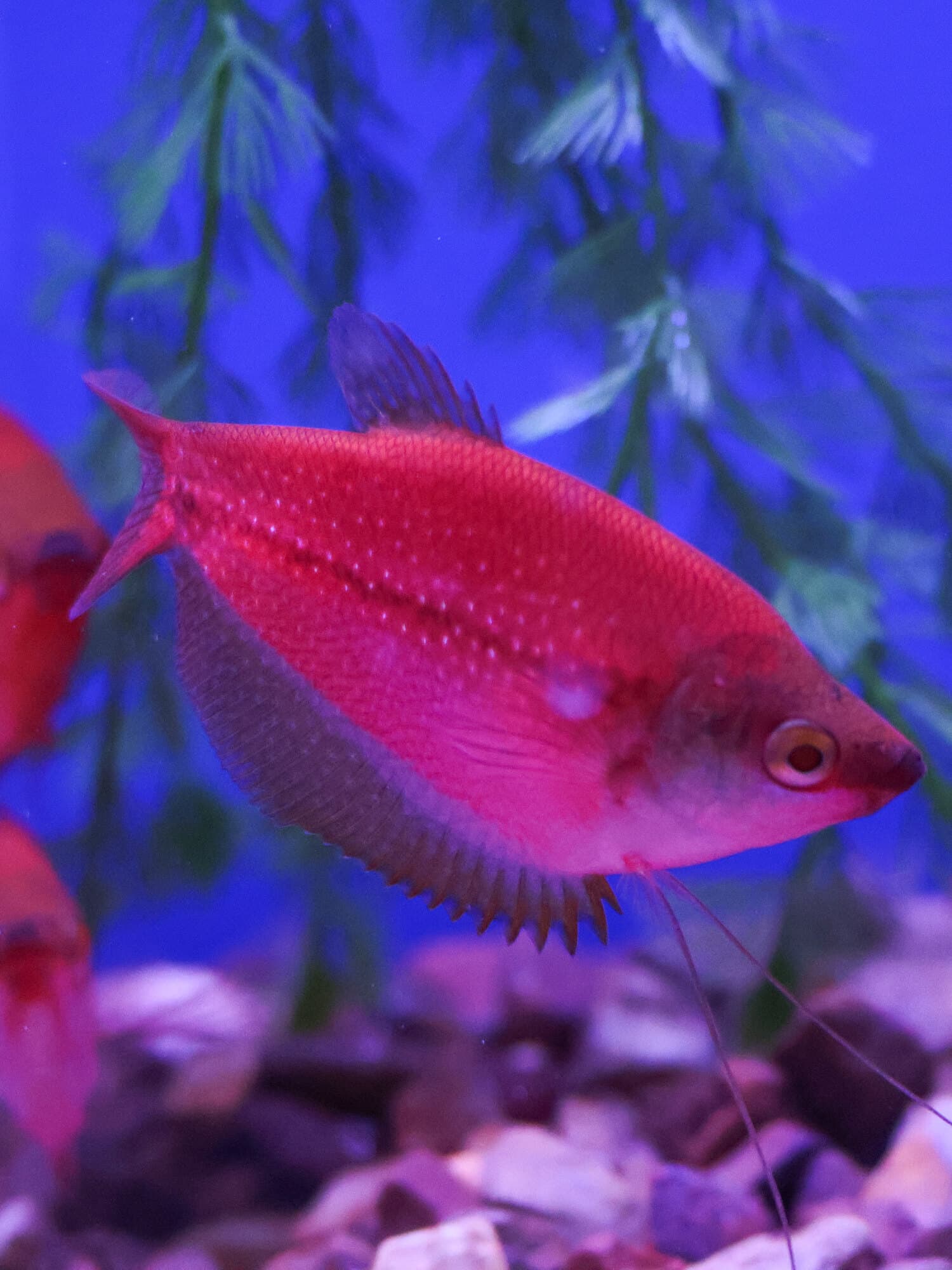 Red gourami beside hanging plants in one of the store's freshwater tanks