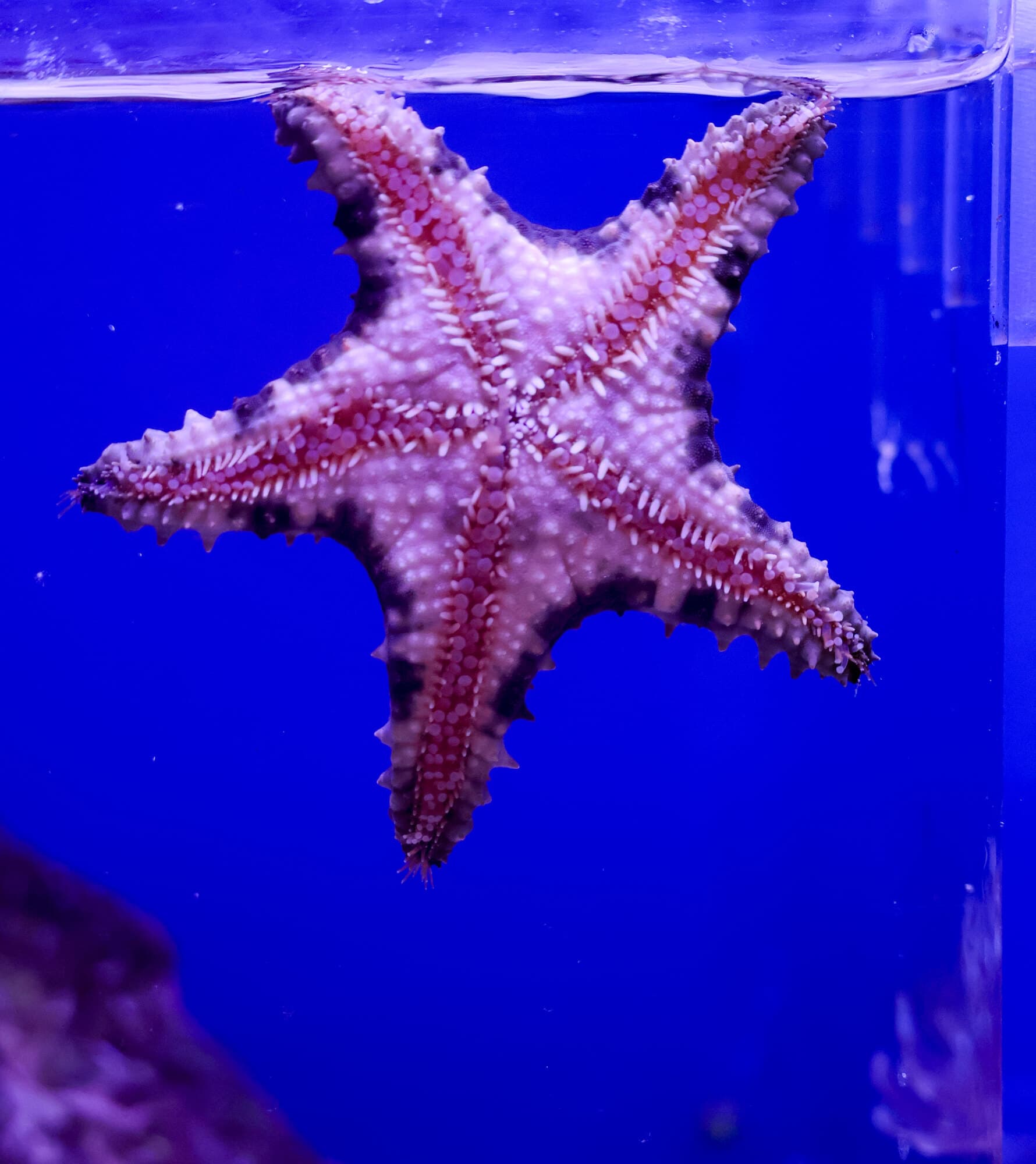 Red and white sea star on the glass of one of the store's tanks