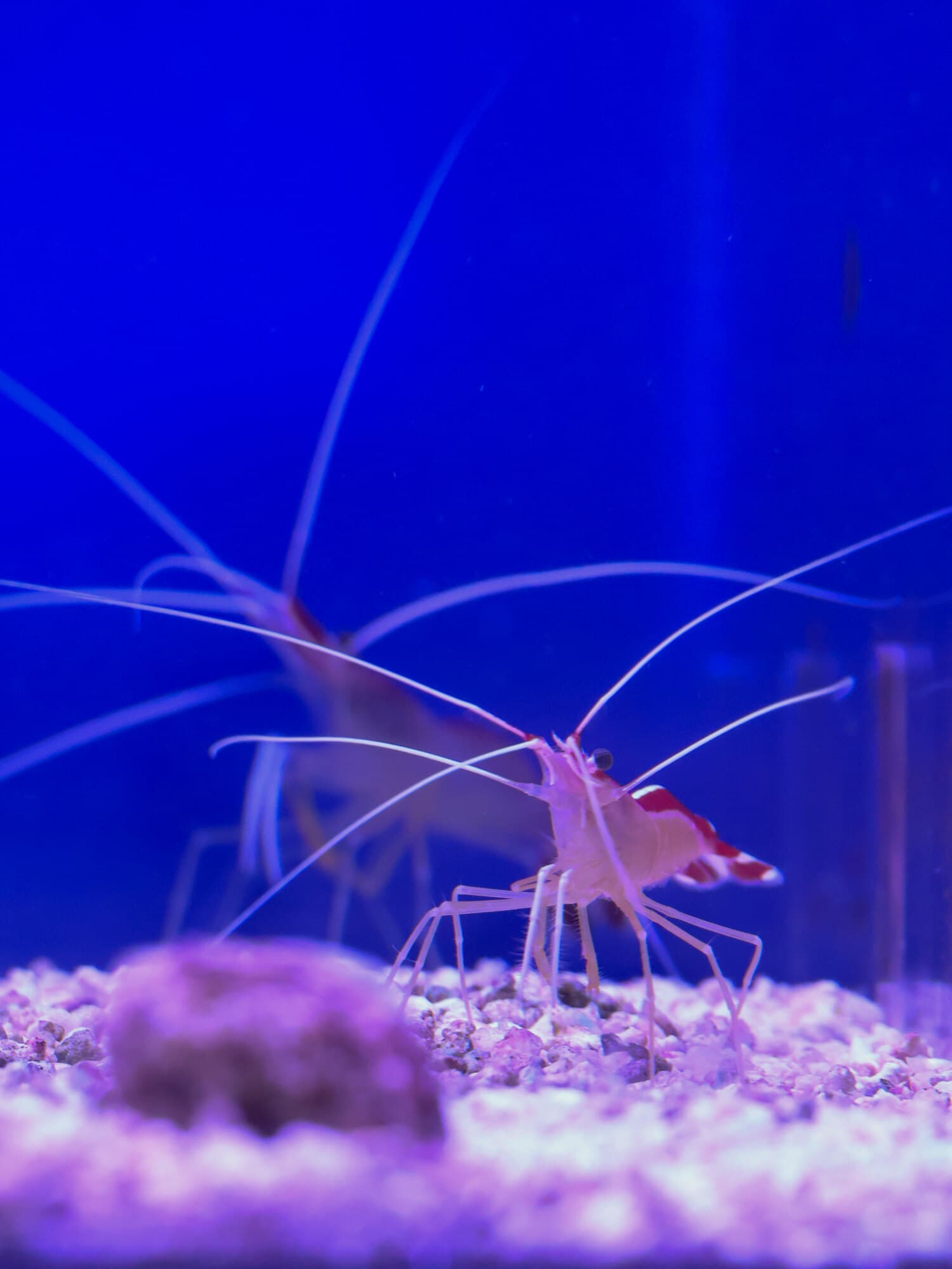 Skunk cleaner shrimp on white gravel in one of the store's tanks