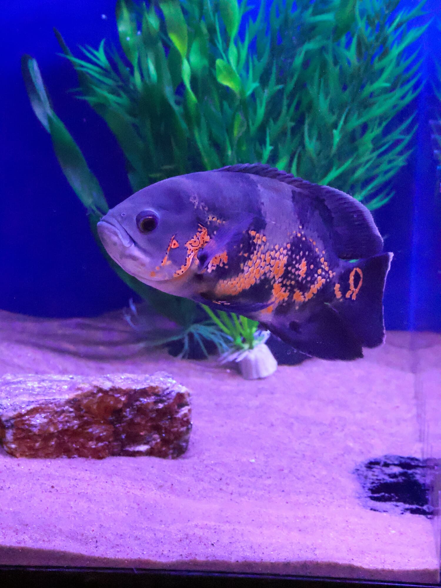 Tiger oscar over pale sand in one of the store's freshwater tanks