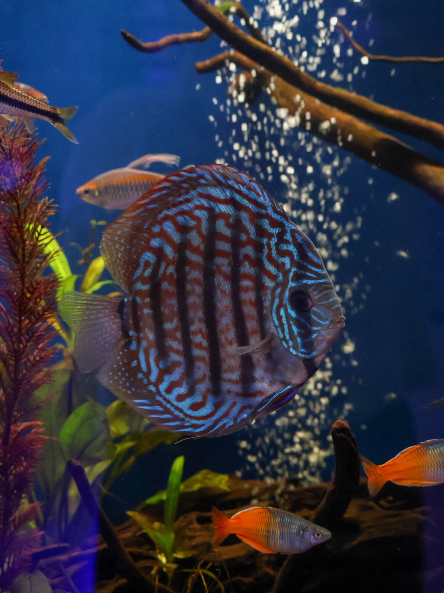Turquoise discus with rainbowfish and driftwood in a planted tank