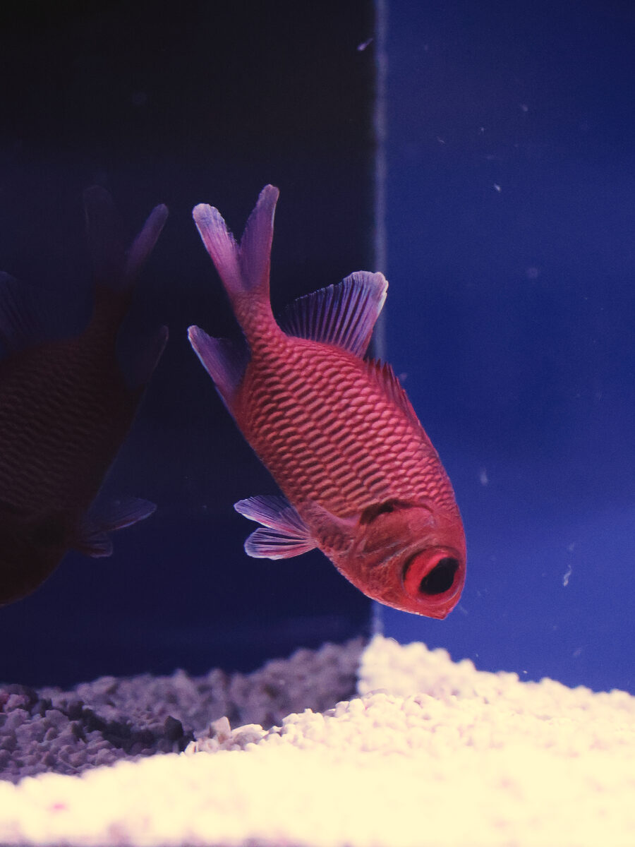 Big eye soldierfish