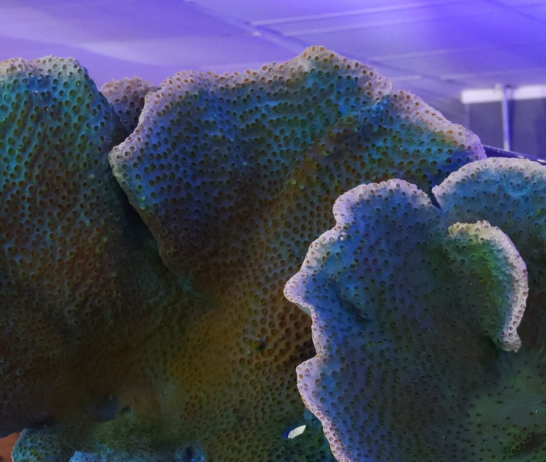 Plating coral form on the store floor