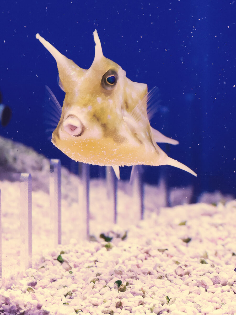 Longhorn cowfish