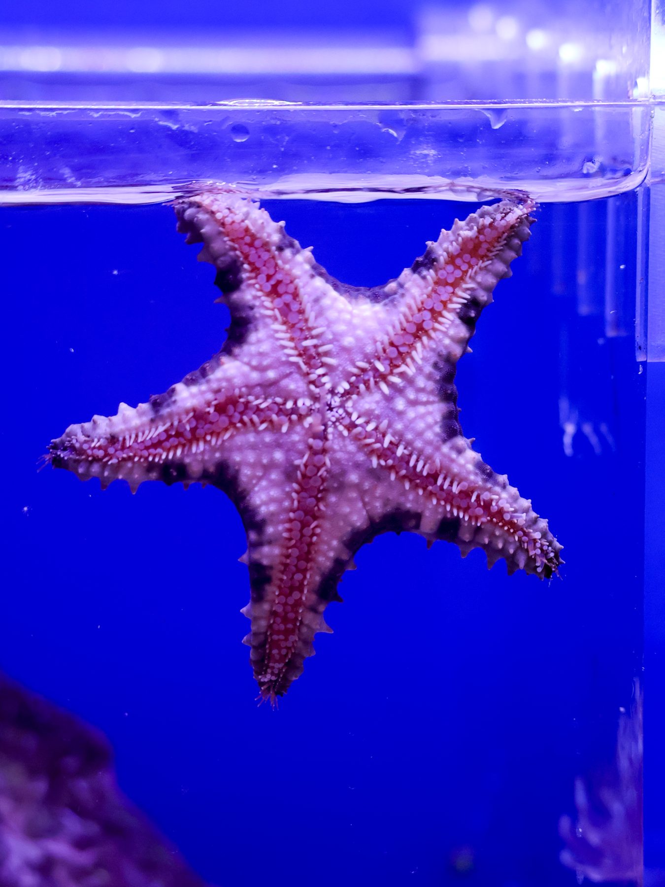 Red sea star on the tank glass