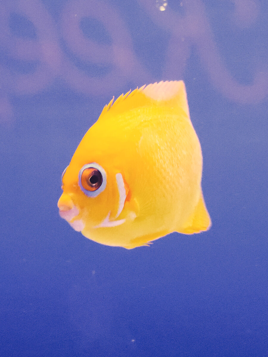 Lemonpeel angelfish